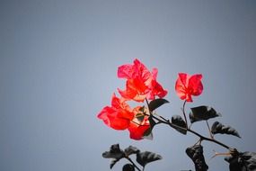 bougainvillea branch with red flowers