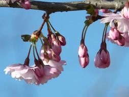 pink flowers of the decorative cherries on a tree