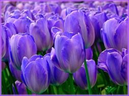 Glade of purple tulips close-up