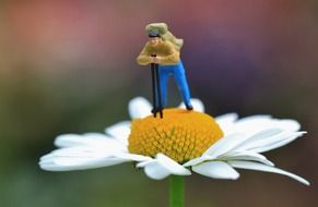 miniature wanderer on a daisy