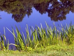 weeds near the blue pond