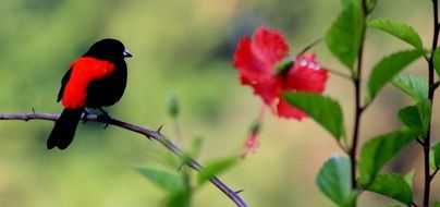 red-black bird in the jungle in Costa Rica