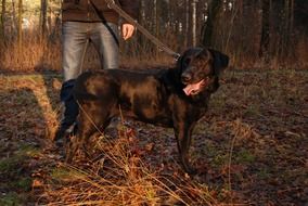 Black labrador dog