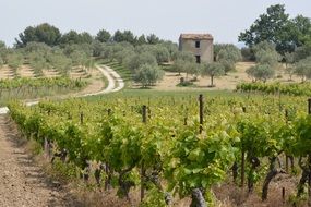 panorama of the vineyard on a sunny day