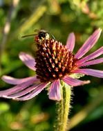 Fly on the big flower core