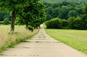 empty road in the green forest