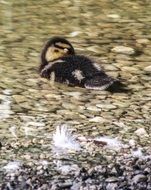 ducky chicks