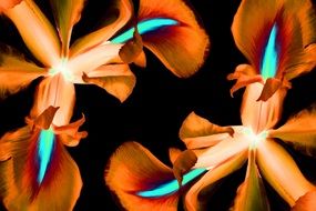 iris flowers abstract decoration