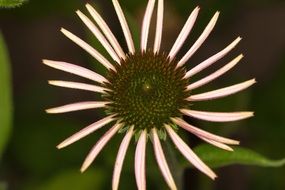 pink echinacea close up