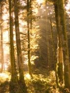 trees in the forest on a sunny day