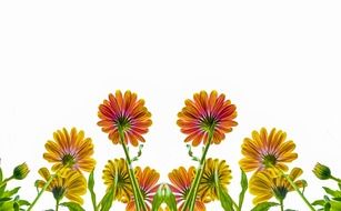 flowers summer spring