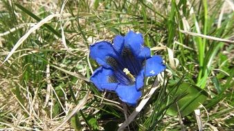blue flower on green grass