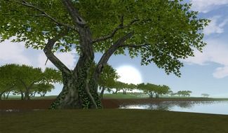 Big green tree near the lake
