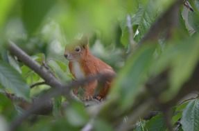 squirrel behind green branches