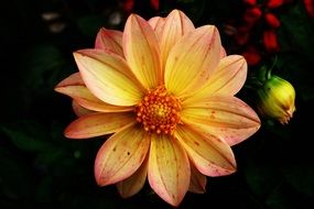 extraordinarily beautiful orange flower