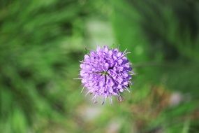 mountain flower with purple inflorescence close-up