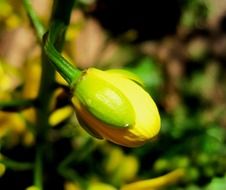 bud of the yellow orchid closeup