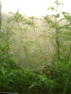 spider web and green grass