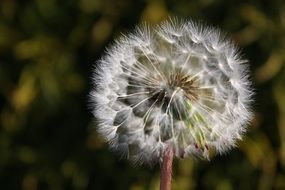 fluffy dandelion flower with seeds closeup