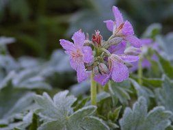 Beautiful pink flowers with green leaves in the cold