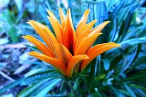 yellow gazania in autumn garden