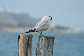 Seagull on the wood