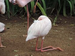 white flamingos on the shore