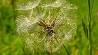 Tragopogon, giant dandelion seed head close up