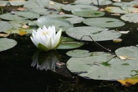 white waterlily on the pond