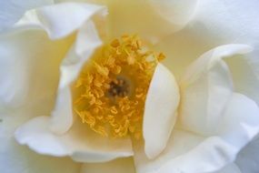 white flower with yellow core closeup