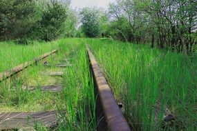 railway tracks in the forest