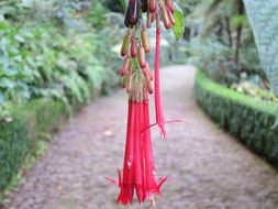 hanging red fuchsia flower