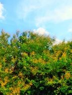 bush of meadow flowers
