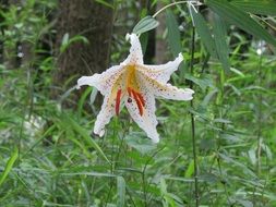 white spotted lily among grass