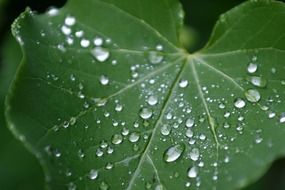 water drops on a wide leaf