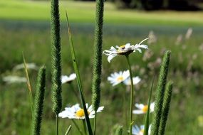 daisies on a green field