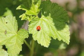 closeup photo of ladybug on new green leaf