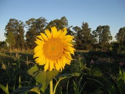 yellow sunflower on a farm