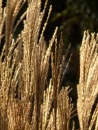 miscanthus in shimmering light