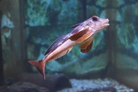 fish swims in an aquarium