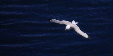 photo of white seagull flies over the dark blue sea