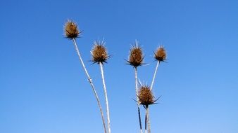 Dry plant on a background of blue sky