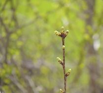 spring tree branch on green background