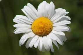 magnificent daisy flower spring