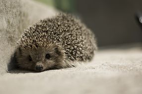 little cute spiny hedgehog