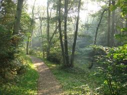 gentle and cute forest path