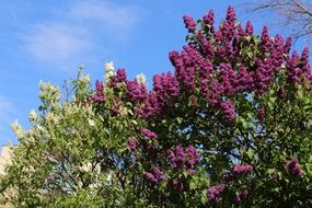 purple and white flowering lilac shrubs