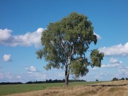 lonely birch on a green rural field