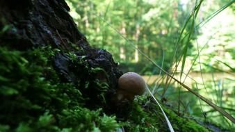 wild mushrooms in the forest near the tree on a blurred background
