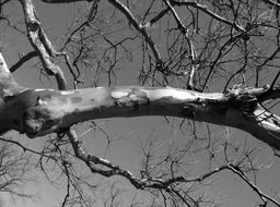 black and white picture of tree branch